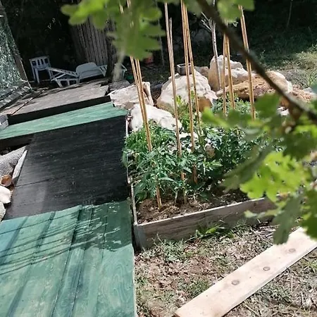 Tiny On Edge Of Forest Campsite